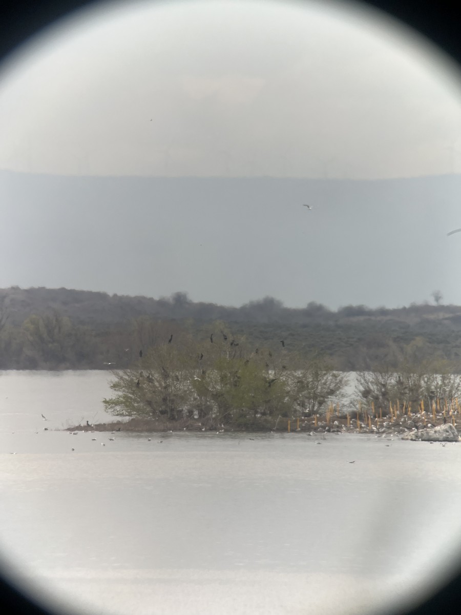 Double-crested Cormorant - ML617977898