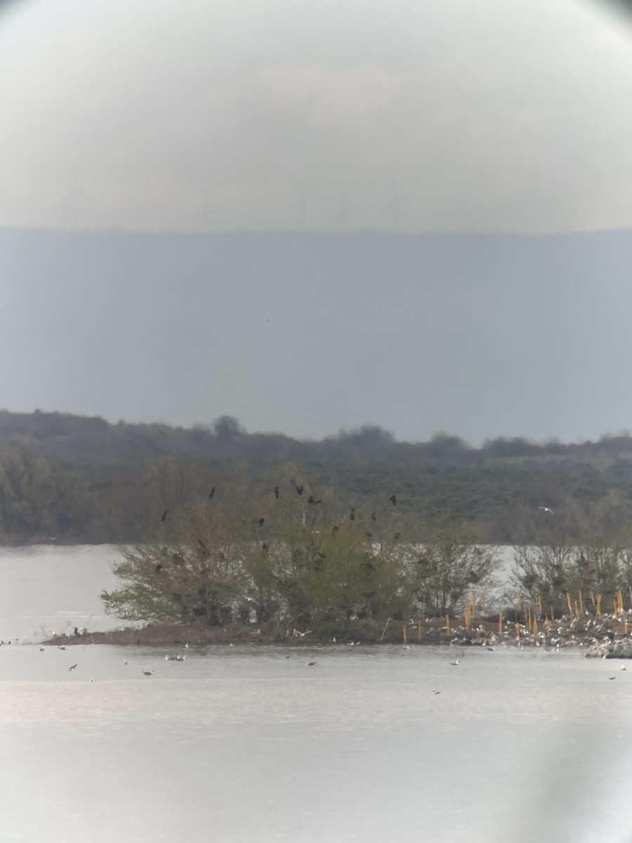 Cormorán Orejudo - ML617977900