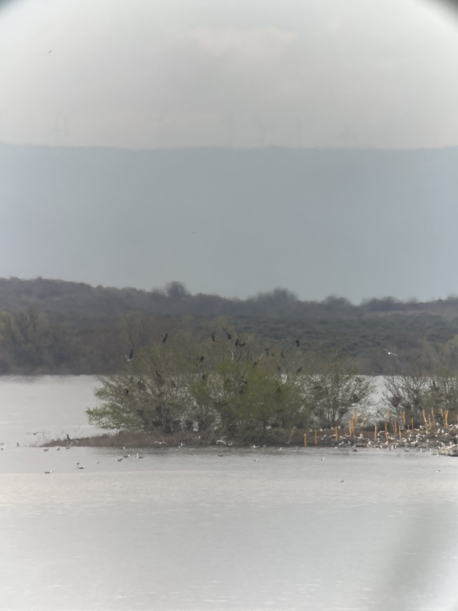 Double-crested Cormorant - ML617977901