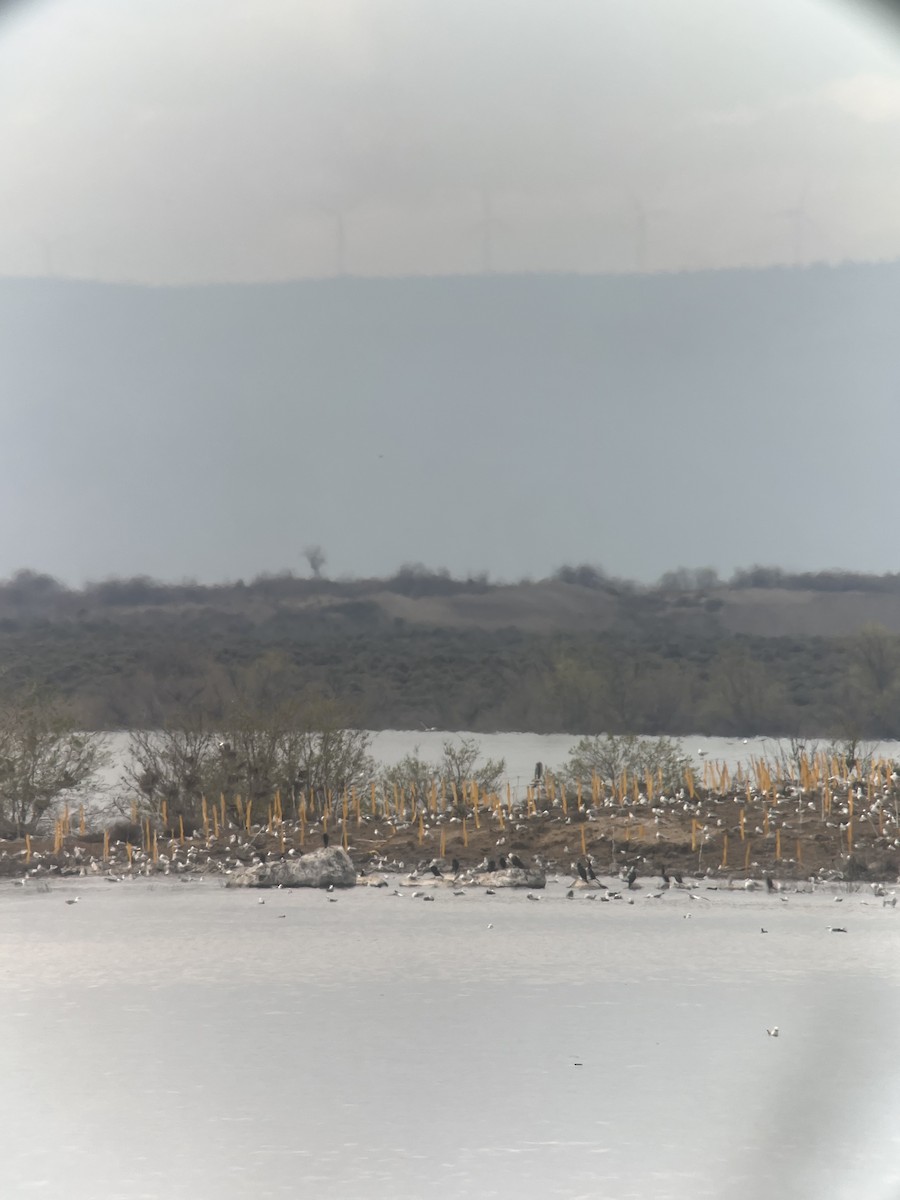 Double-crested Cormorant - ML617977902