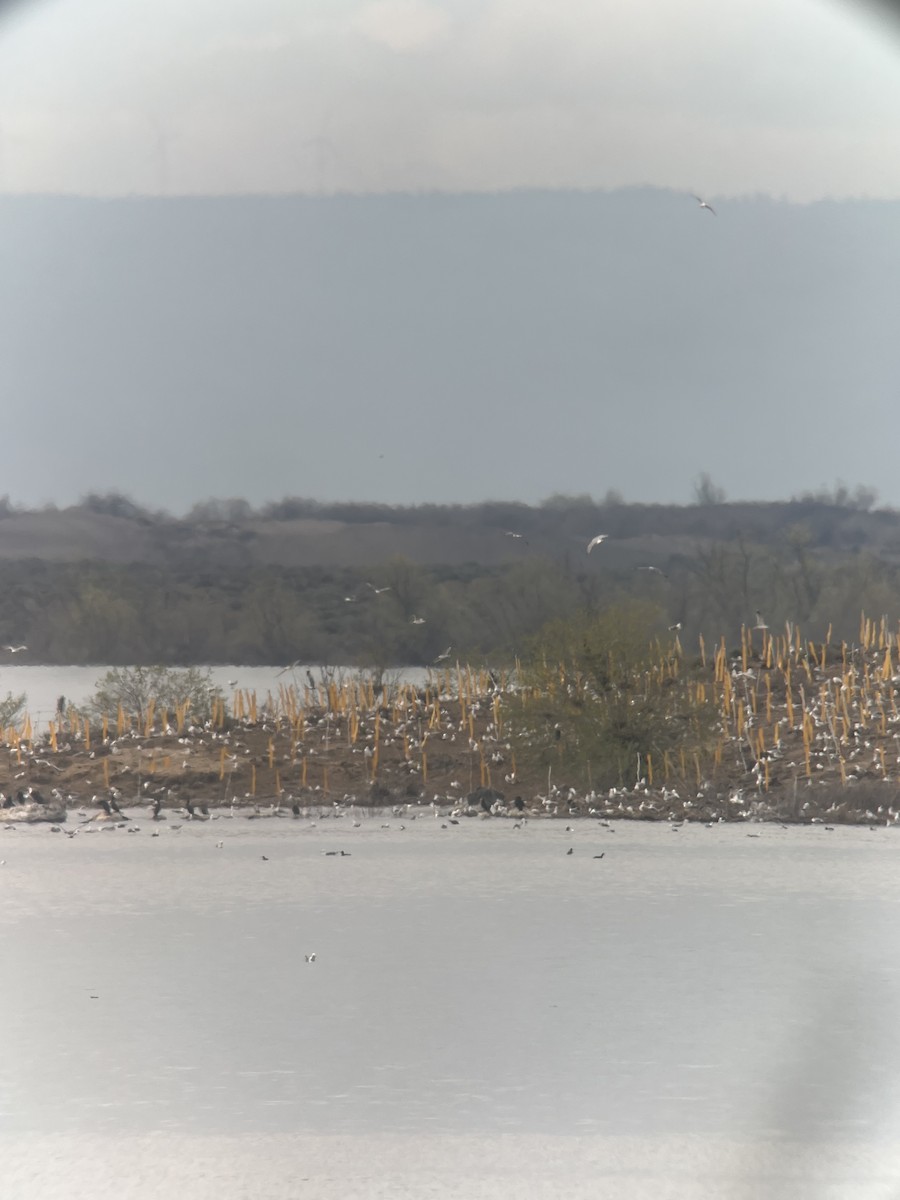 Double-crested Cormorant - ML617977903