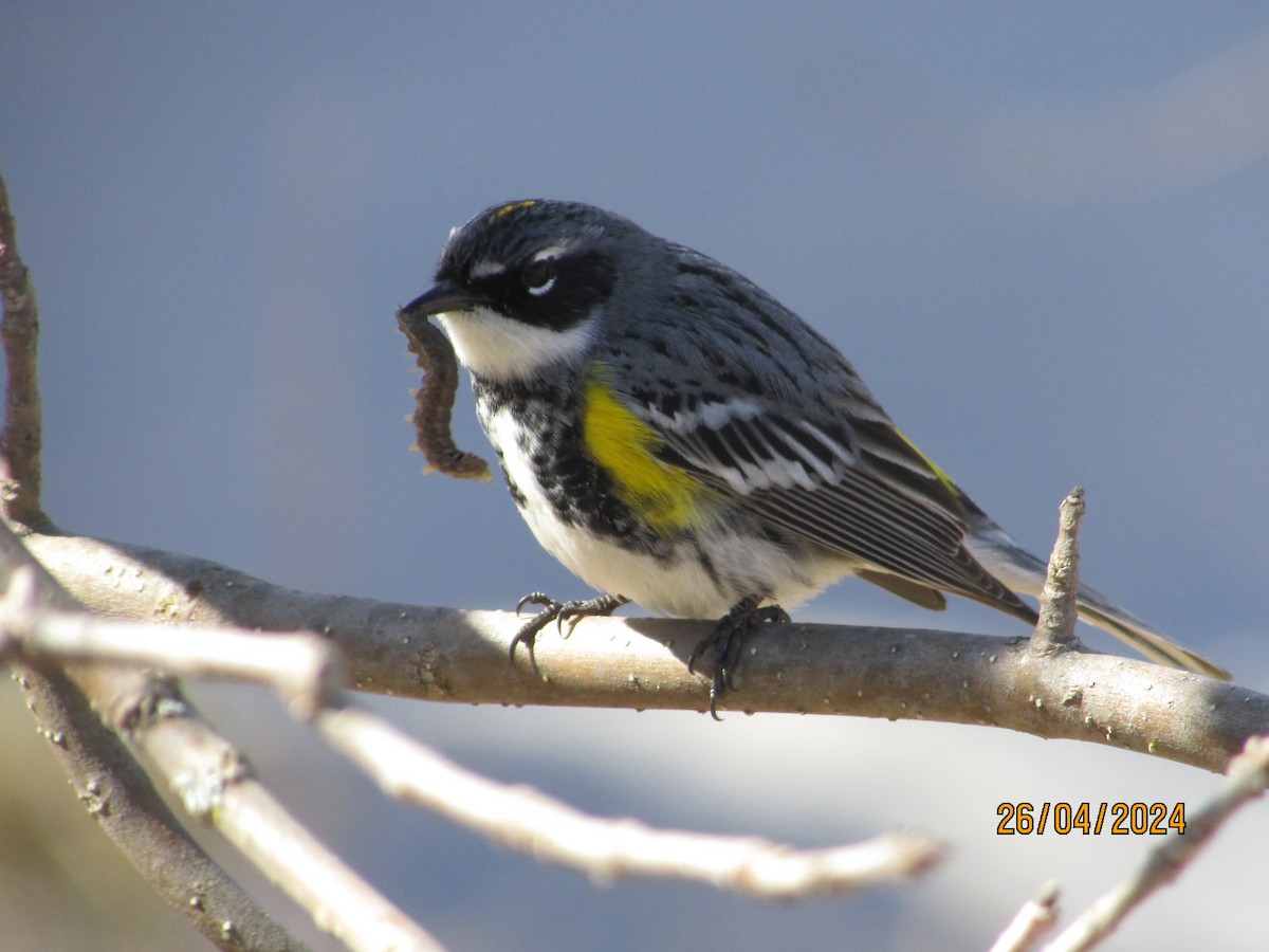 Yellow-rumped Warbler - ML617977919