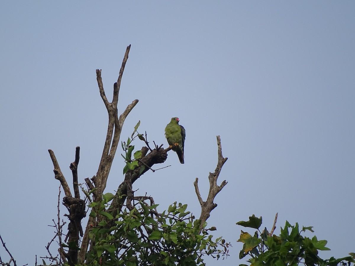 African Green-Pigeon - ML617977920