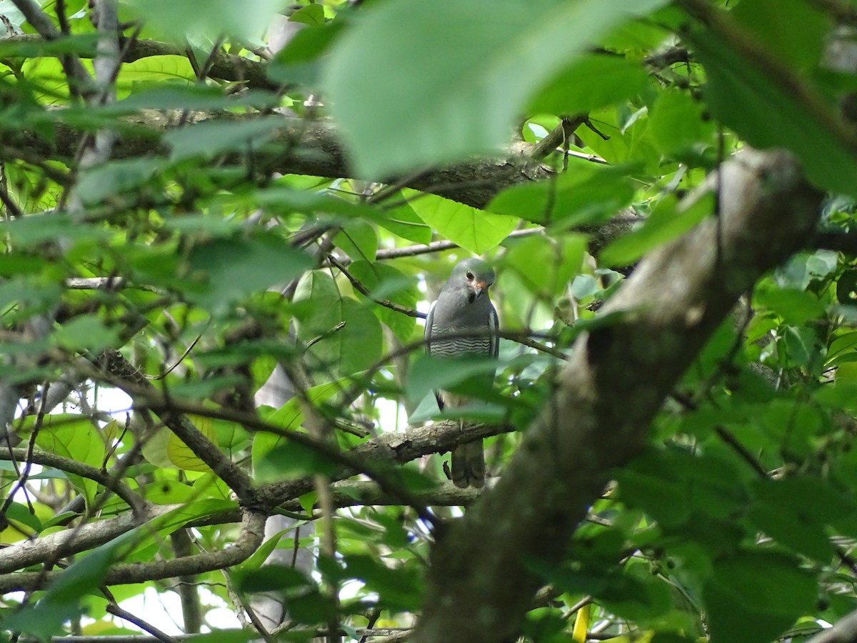 Lizard Buzzard - ML617977926