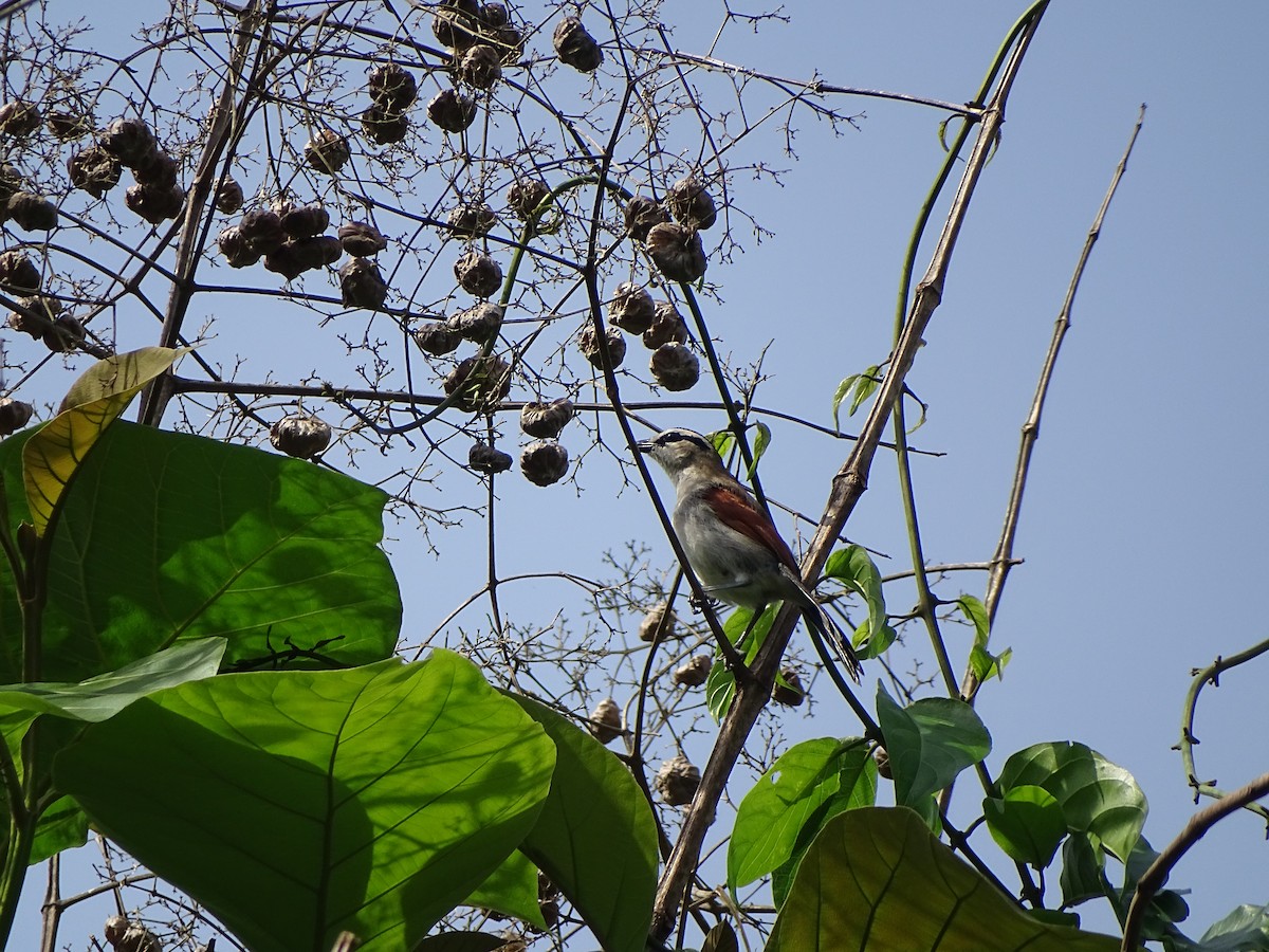 Brown-crowned Tchagra - Malte Vermeer