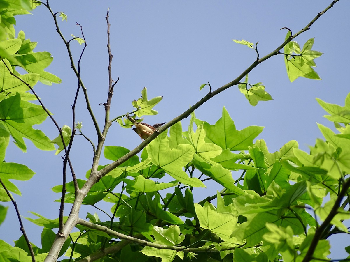 rødvingeprinia - ML617977950