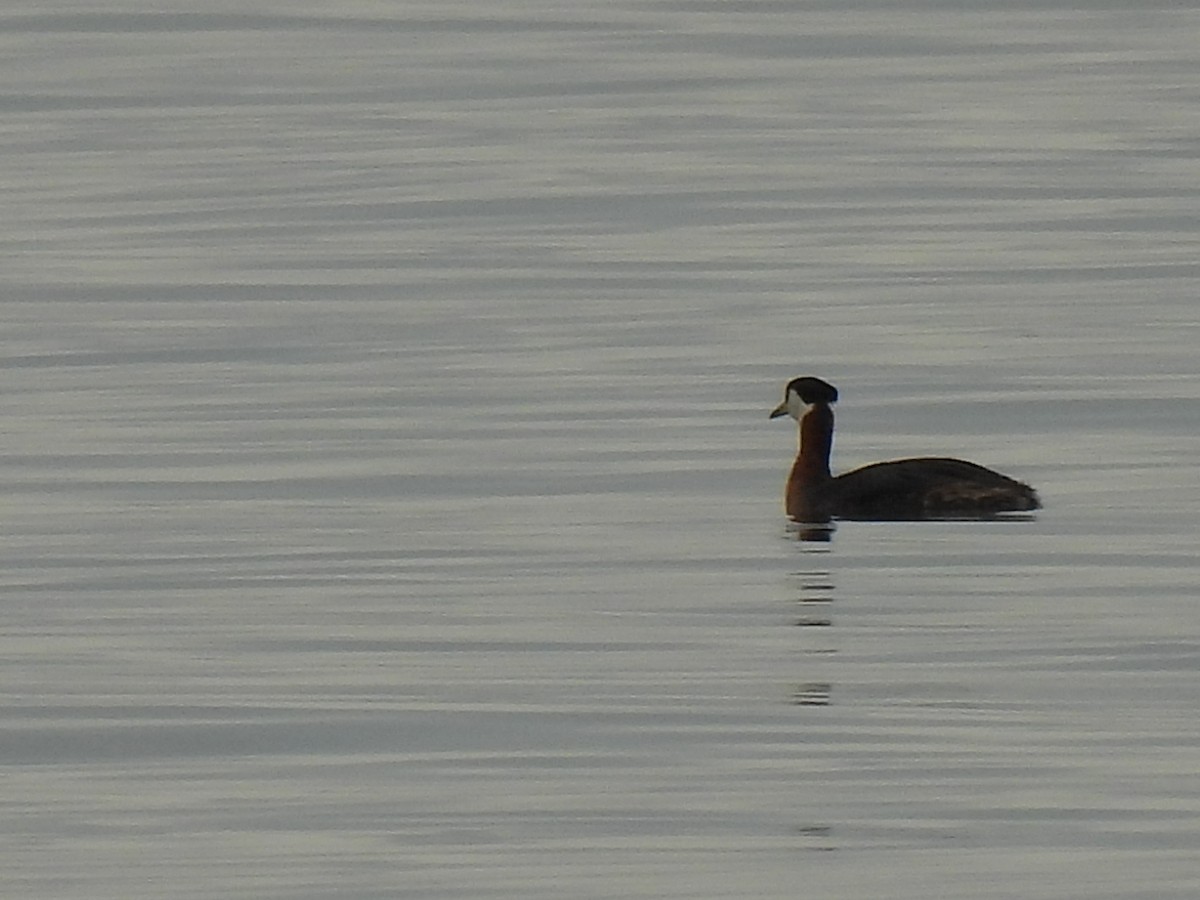 Red-necked Grebe - ML617977973