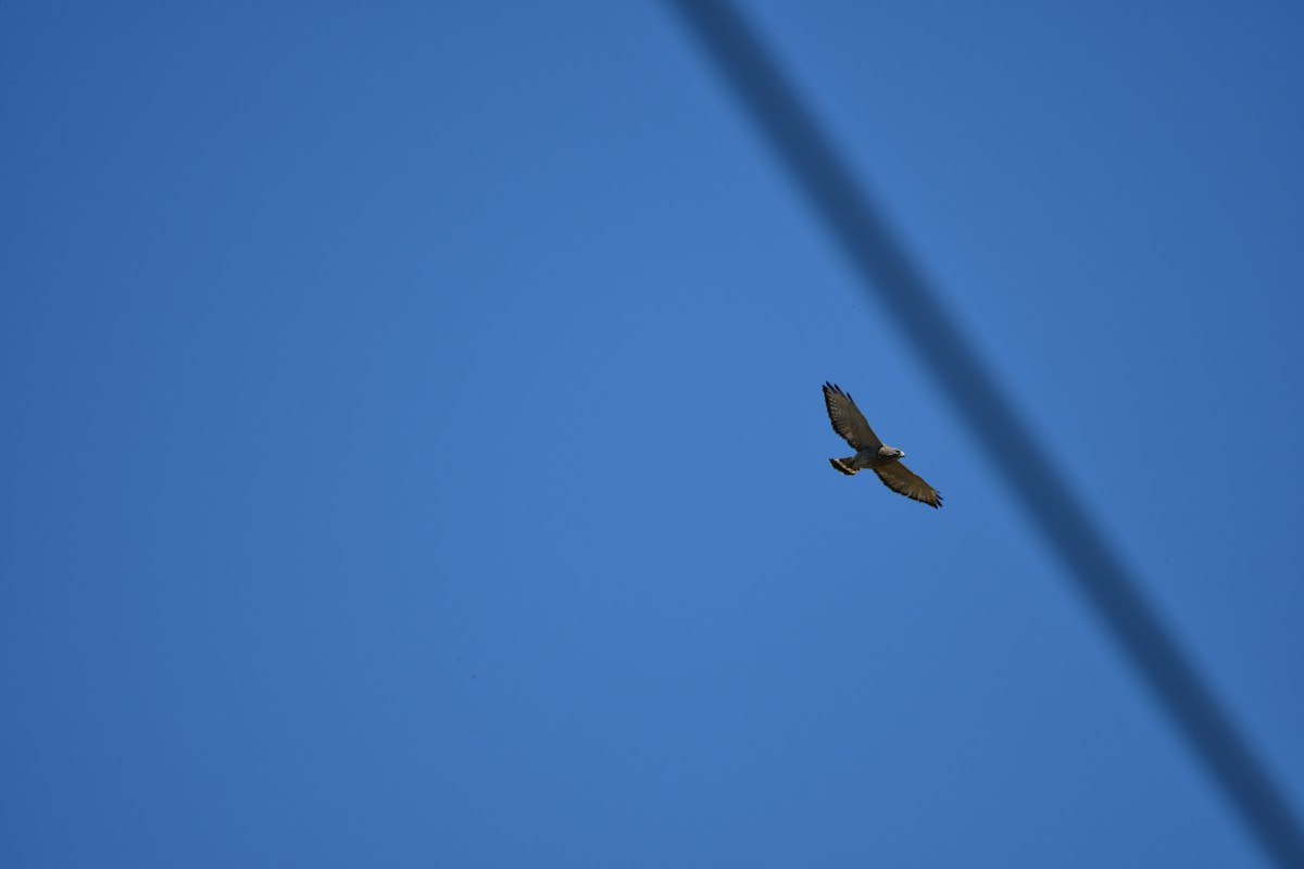 Broad-winged Hawk - ML617977976