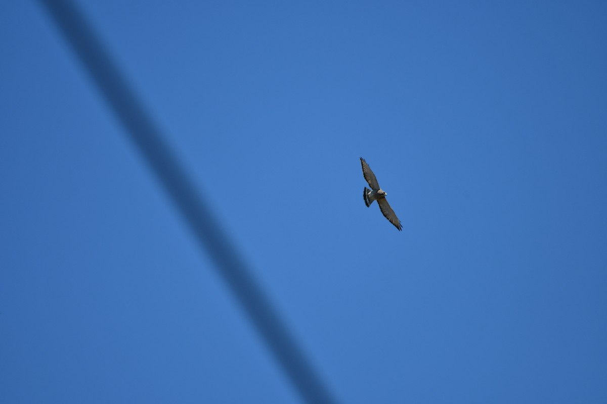 Broad-winged Hawk - ML617977980