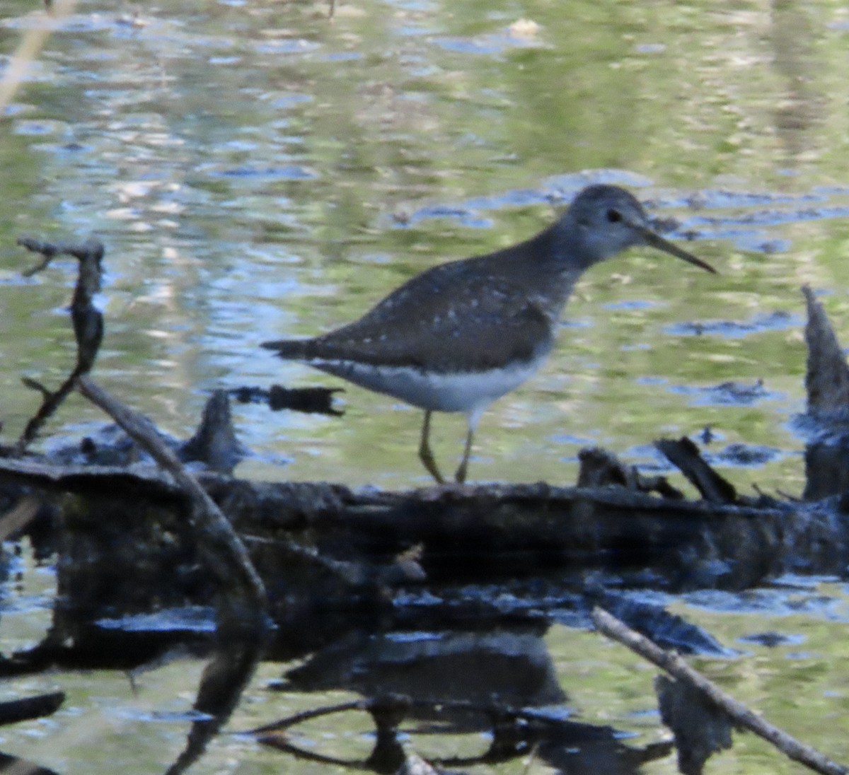 Solitary Sandpiper - ML617978027