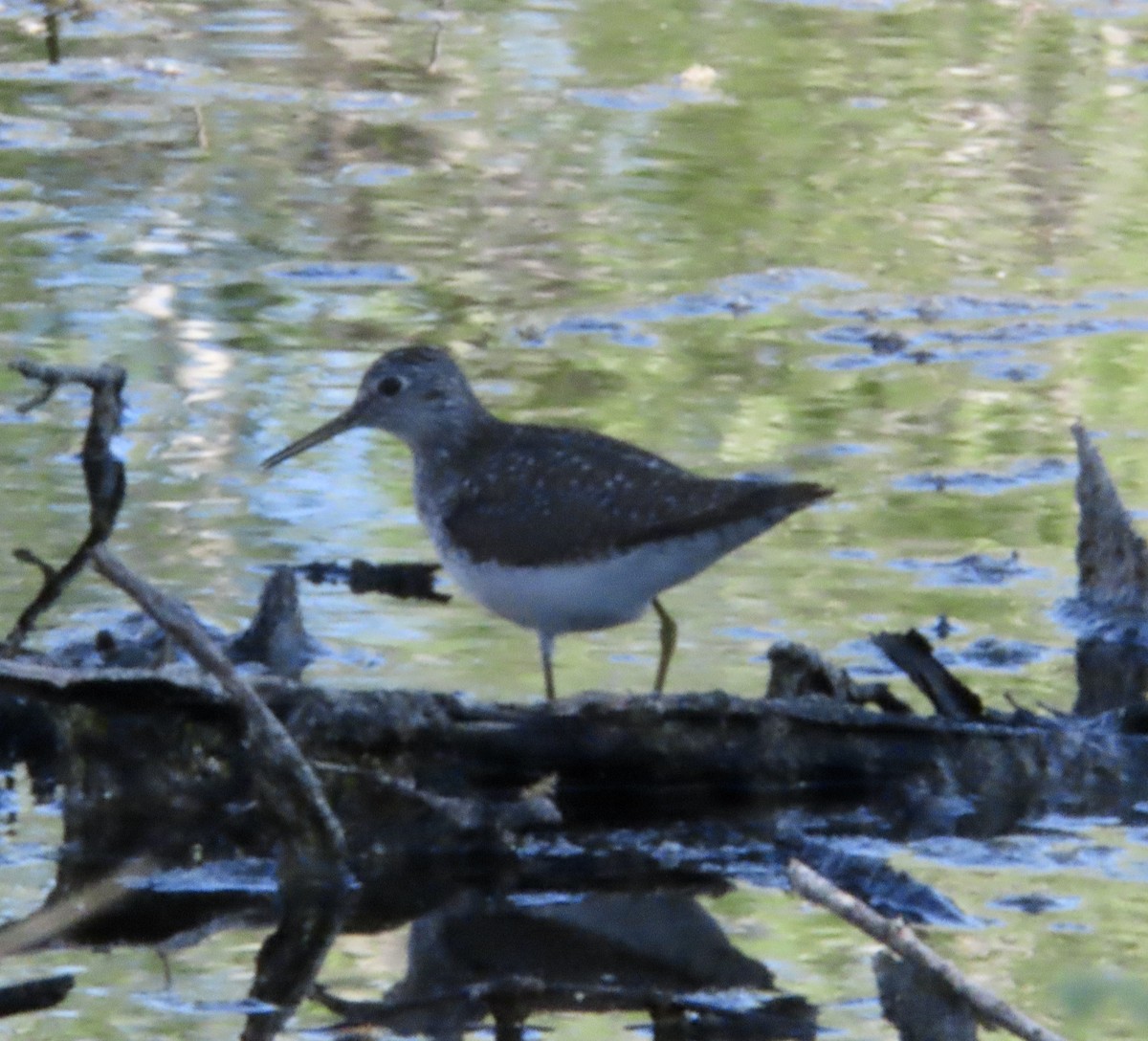 Solitary Sandpiper - ML617978028