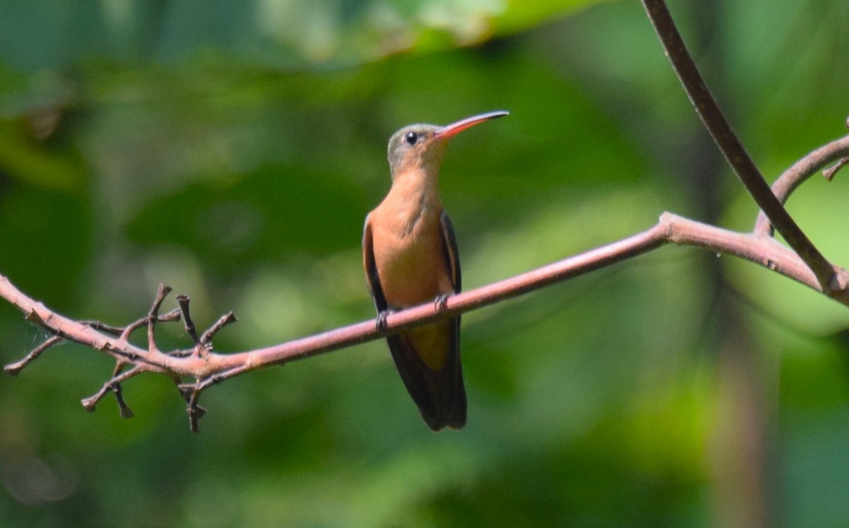 Cinnamon Hummingbird - Nestor Herrera