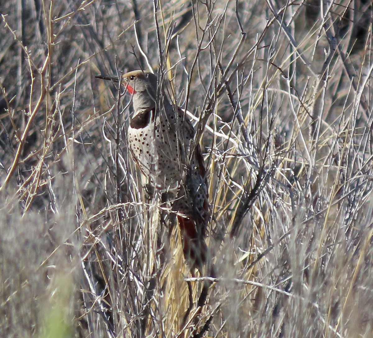 Northern Flicker - ML617978080