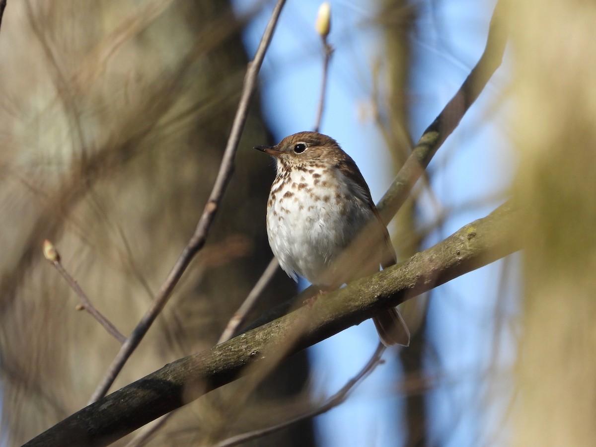 Hermit Thrush - ML617978093