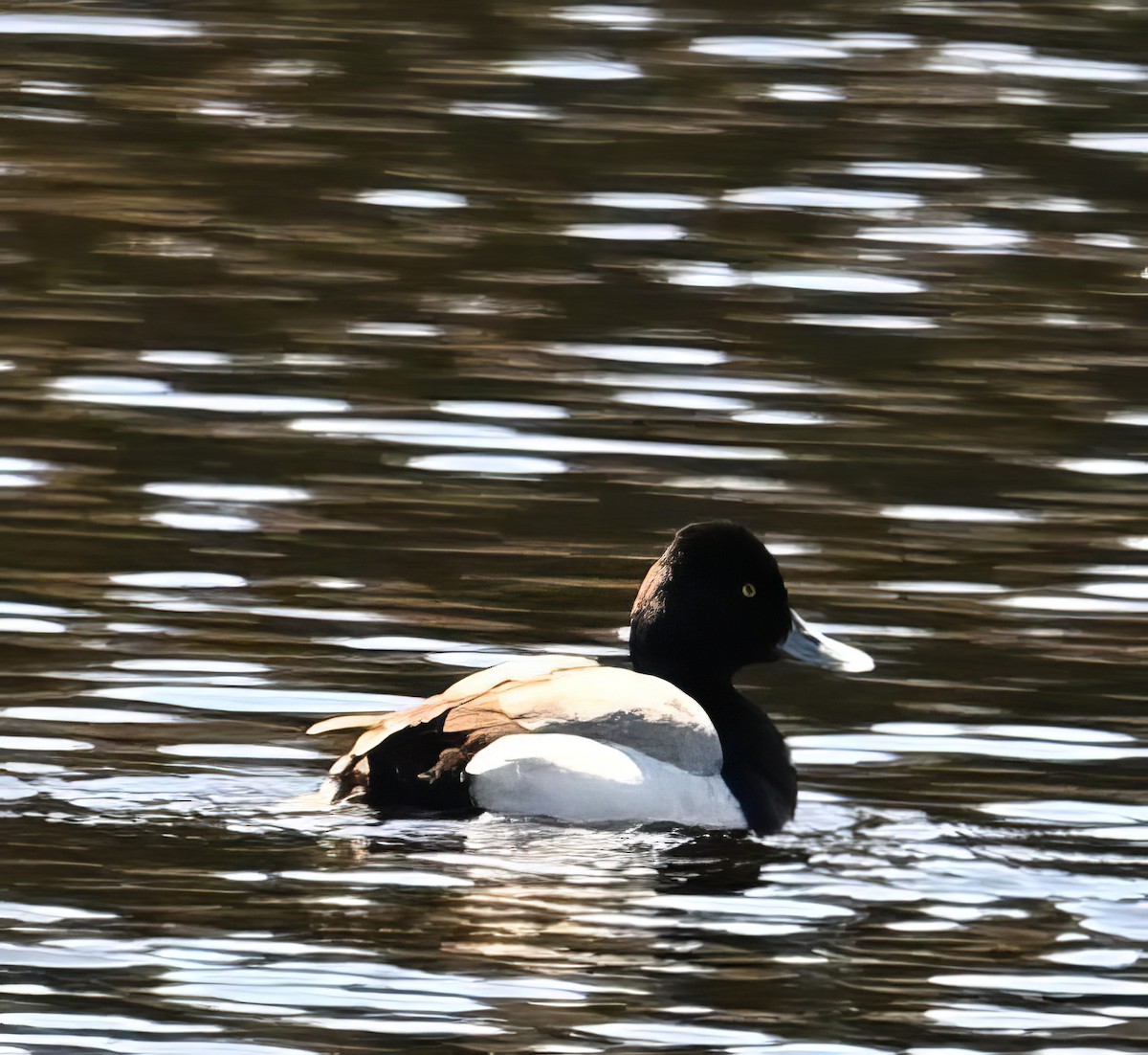 Lesser Scaup - ML617978123