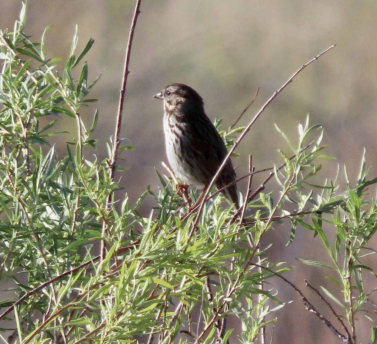 Song Sparrow - ML617978131