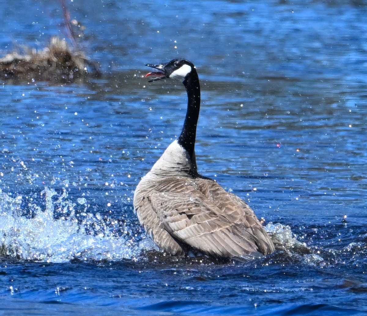 Canada Goose - ML617978133