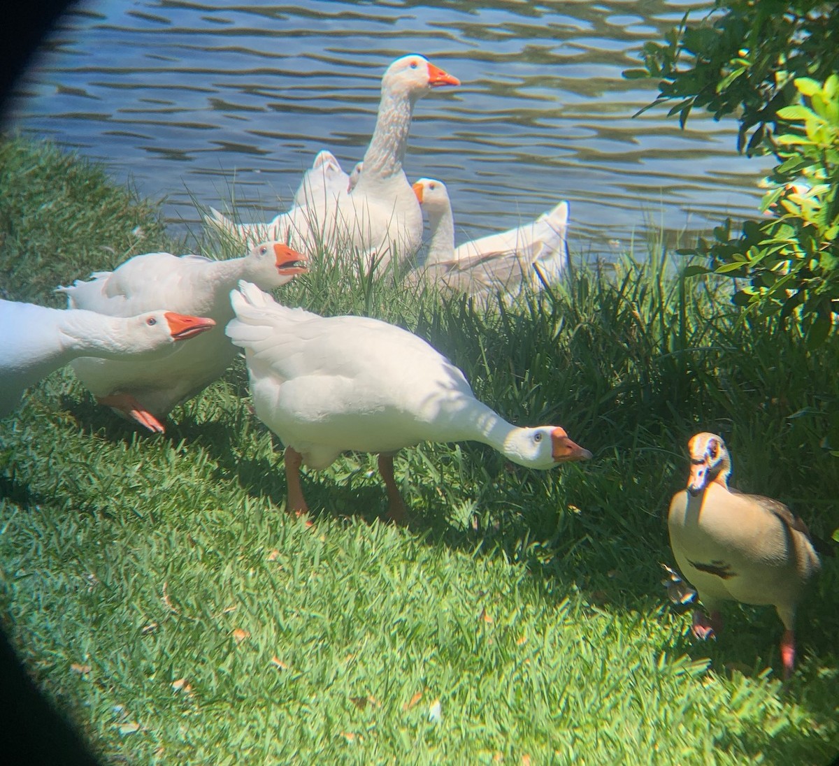 Domestic goose sp. (Domestic type) - ML617978137