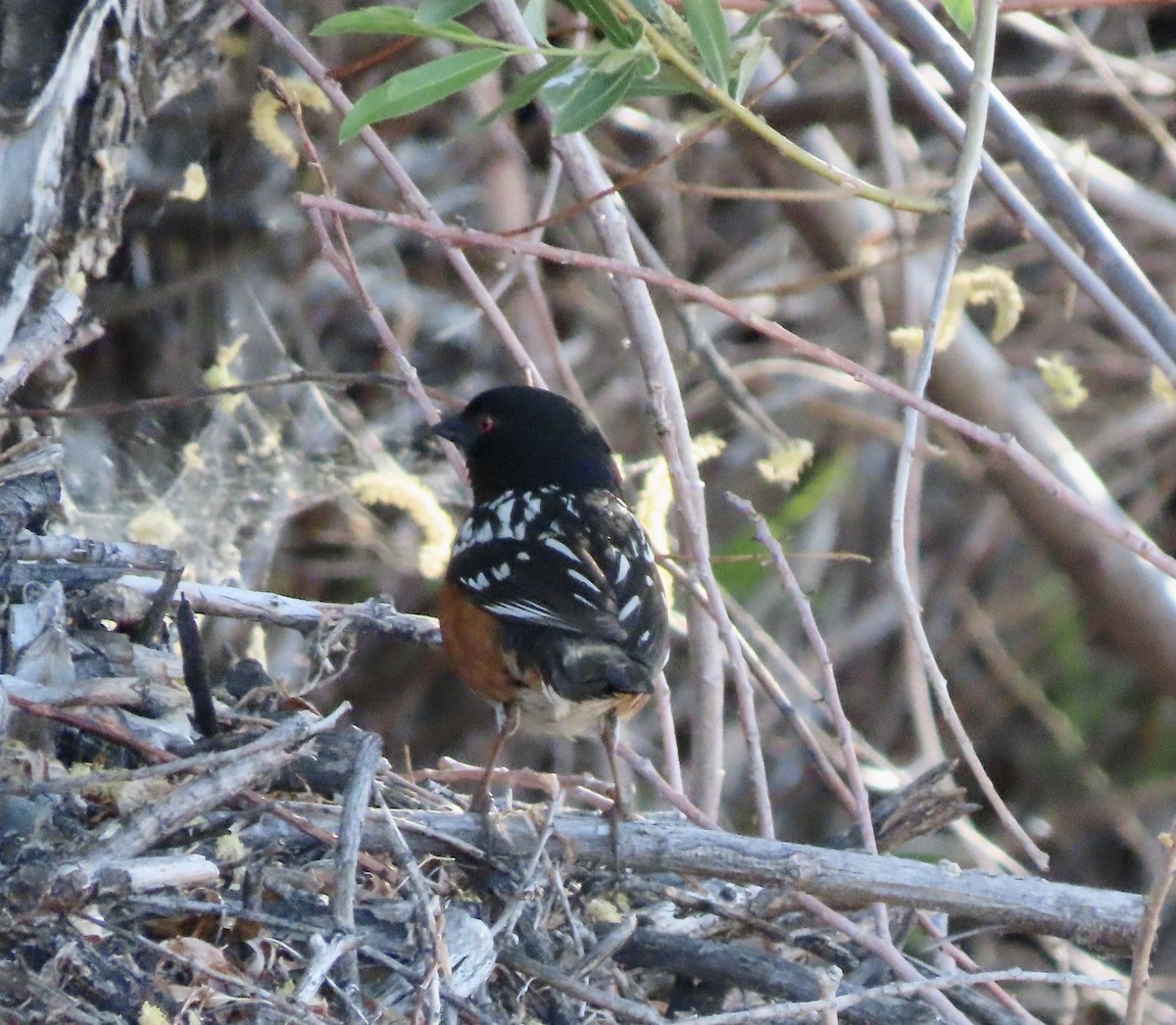 Spotted Towhee - ML617978151