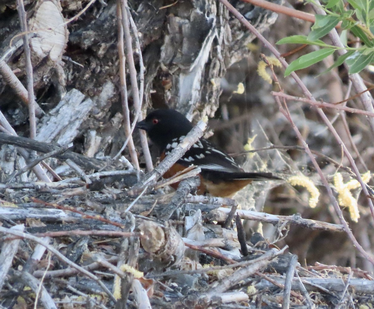 Spotted Towhee - ML617978152
