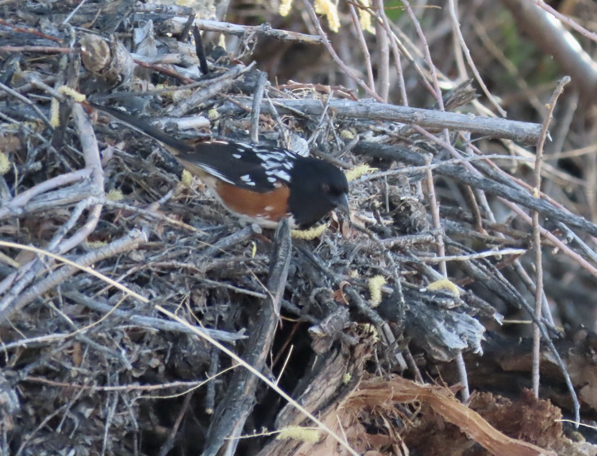 Spotted Towhee - ML617978153
