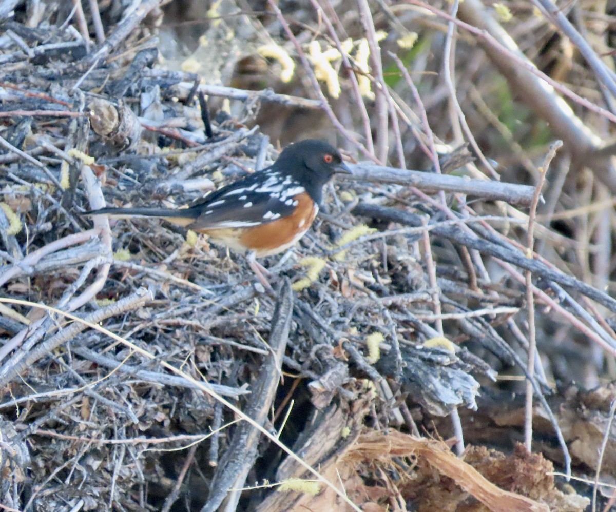 Spotted Towhee - ML617978154