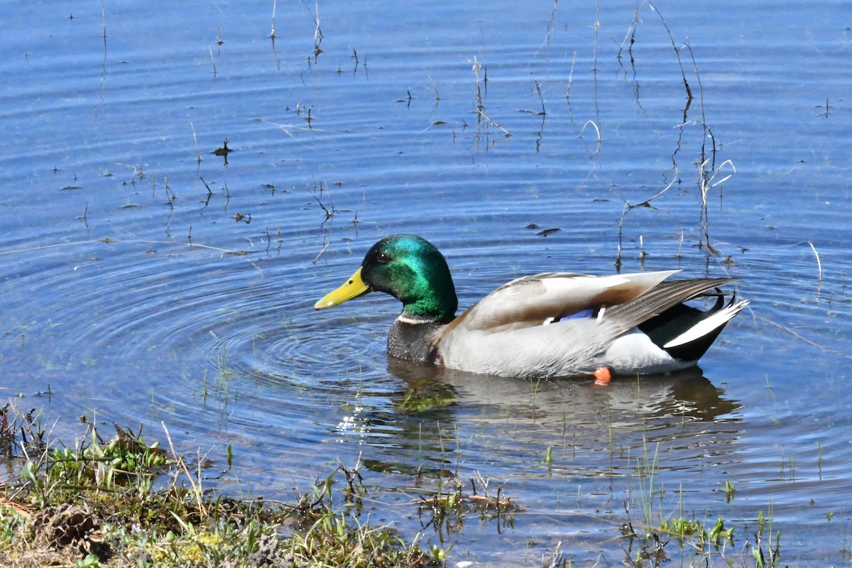 Mallard - ML617978156