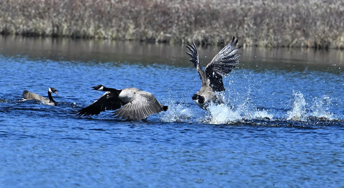 Canada Goose - ML617978157