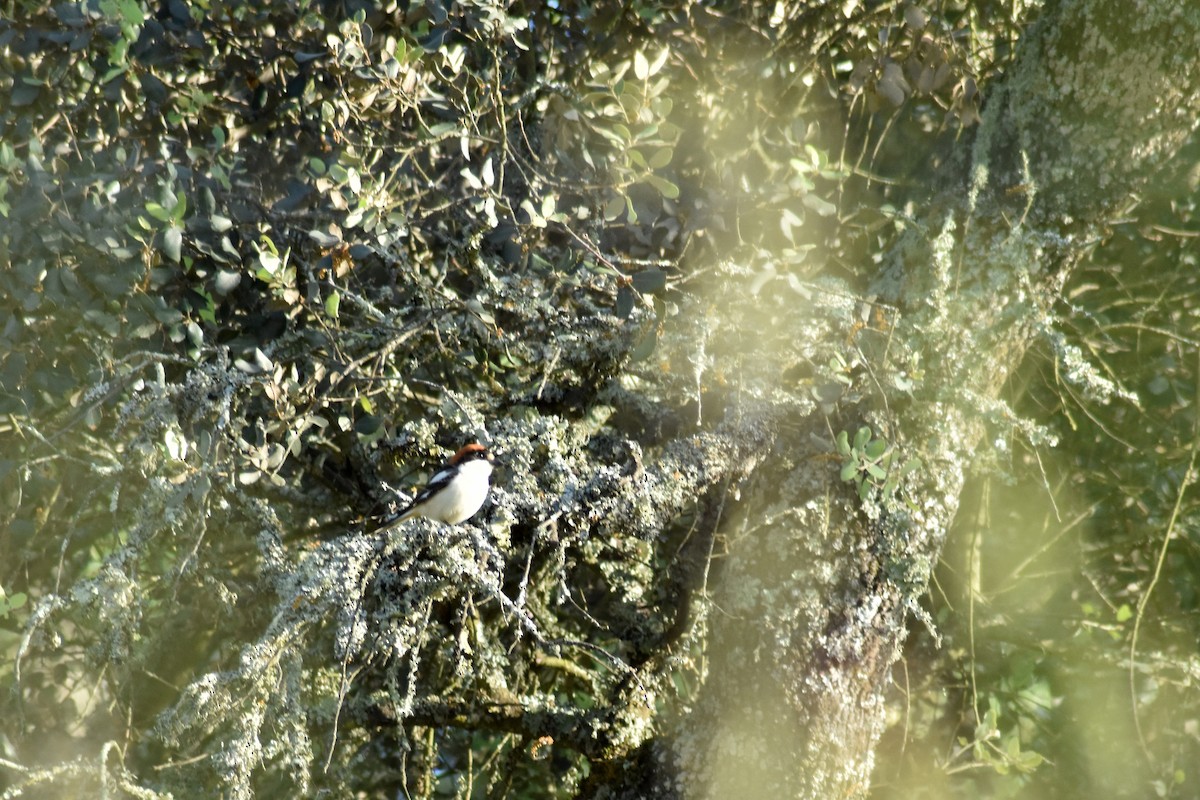 Woodchat Shrike - ML617978213