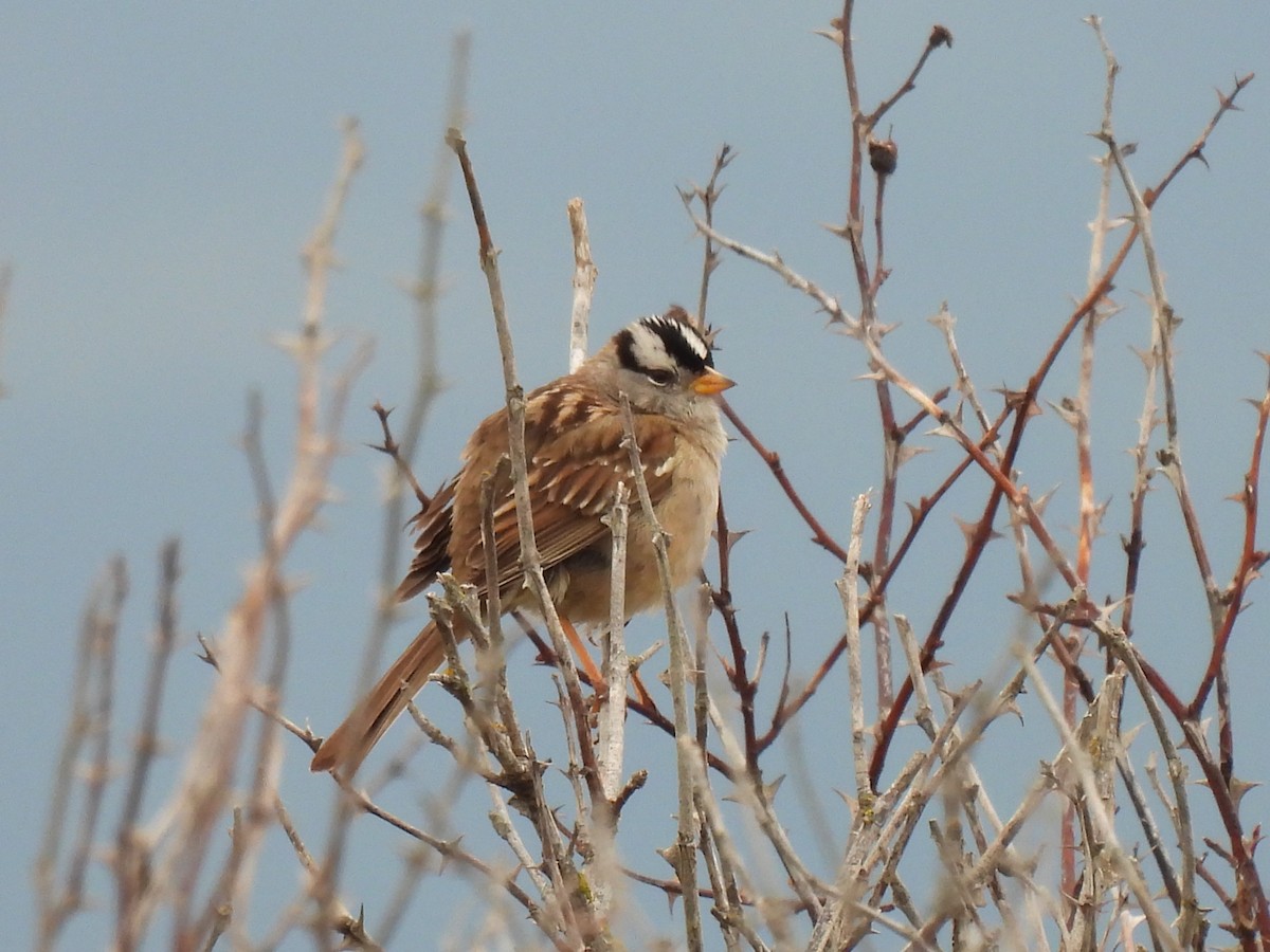 White-crowned Sparrow - ML617978222