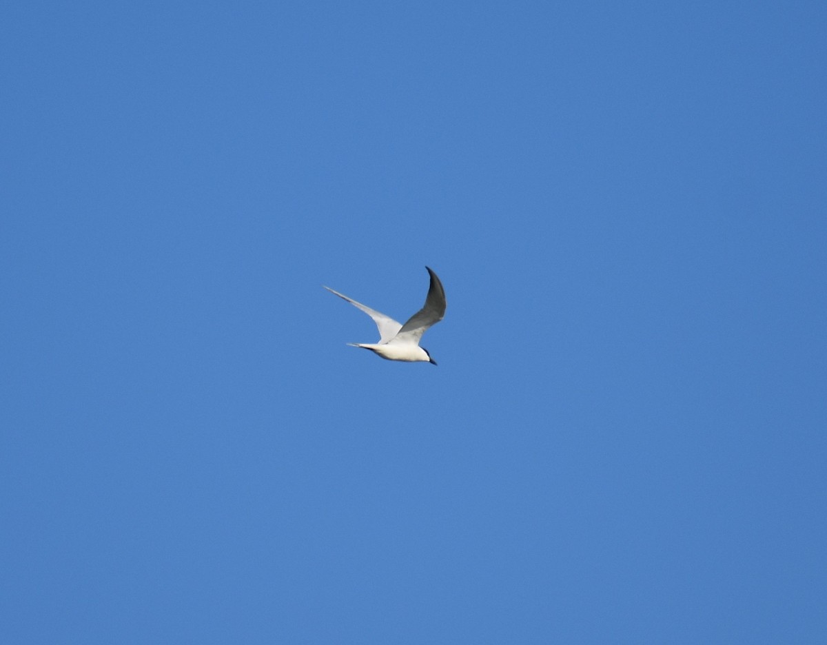 Gull-billed Tern - ML617978288