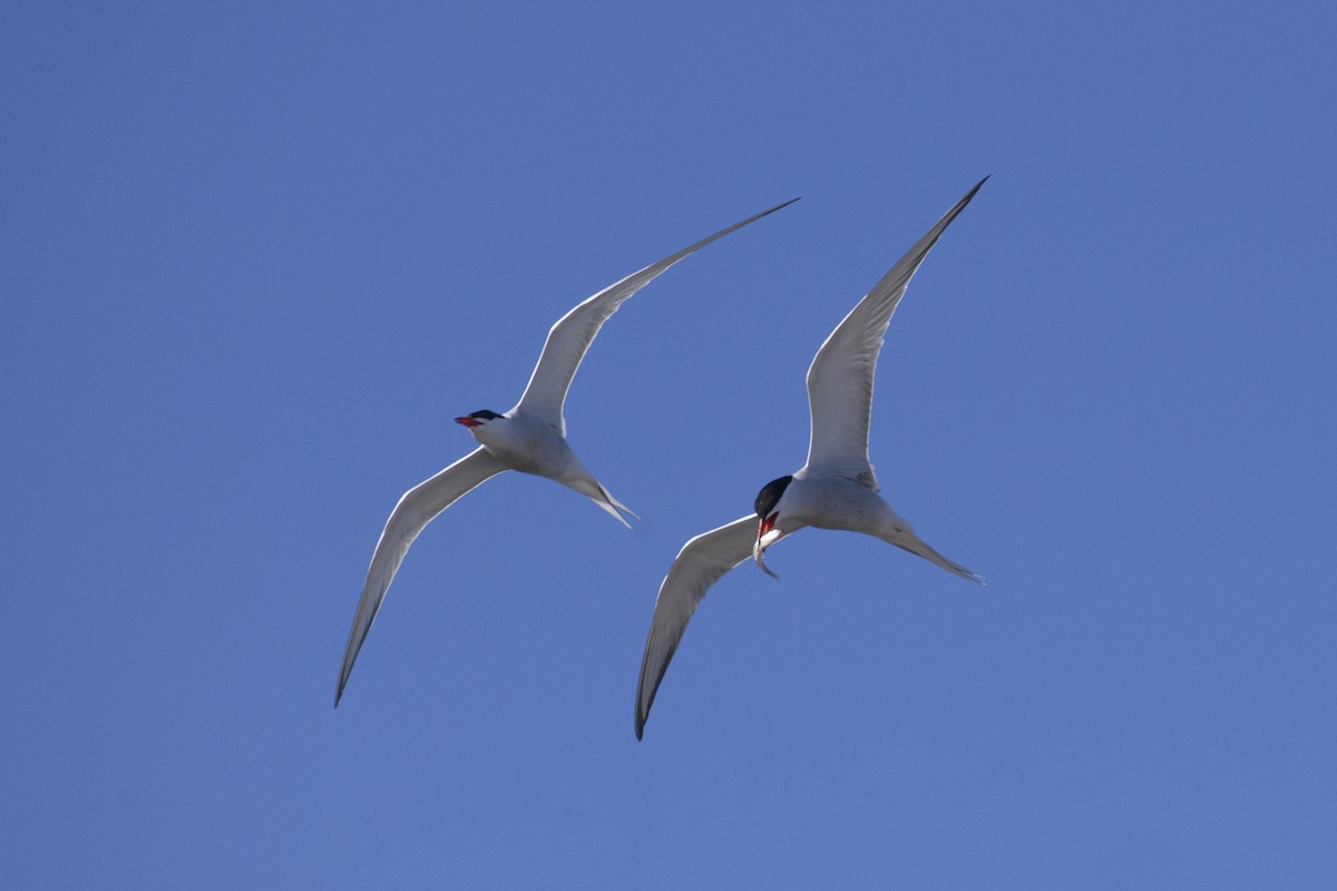 Common Tern - ML617978356