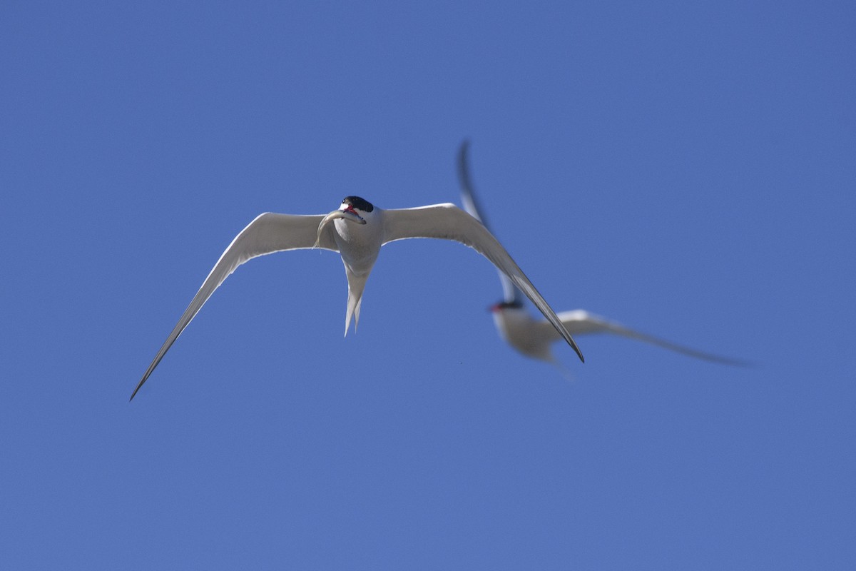 Common Tern - ML617978357