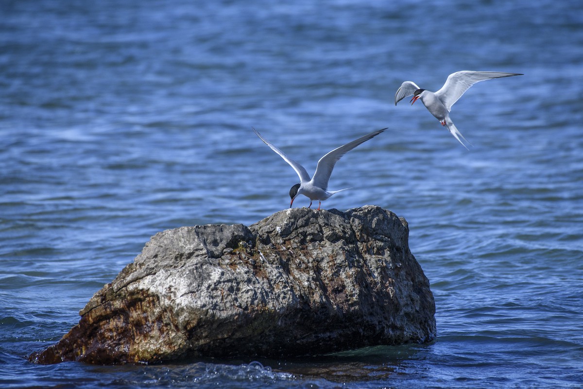 Common Tern - Christine Andrews