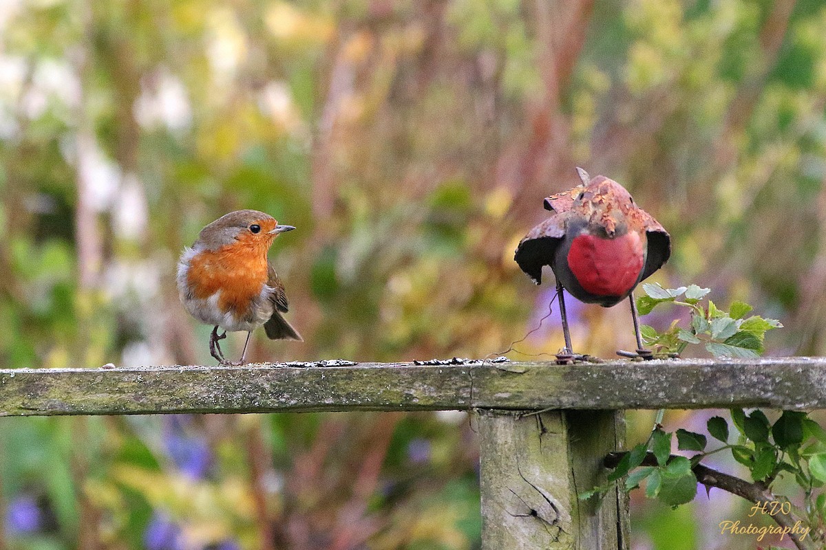 European Robin - Harvey West