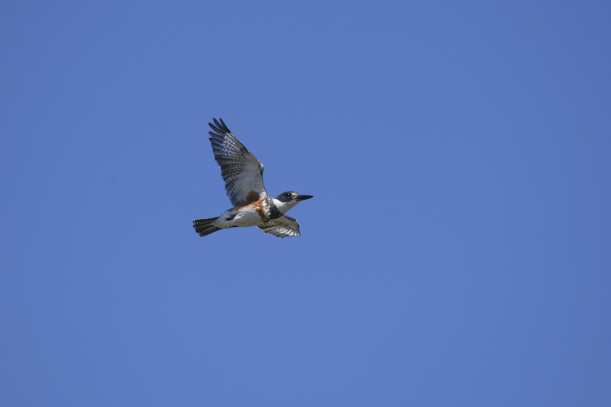 Belted Kingfisher - ML617978400