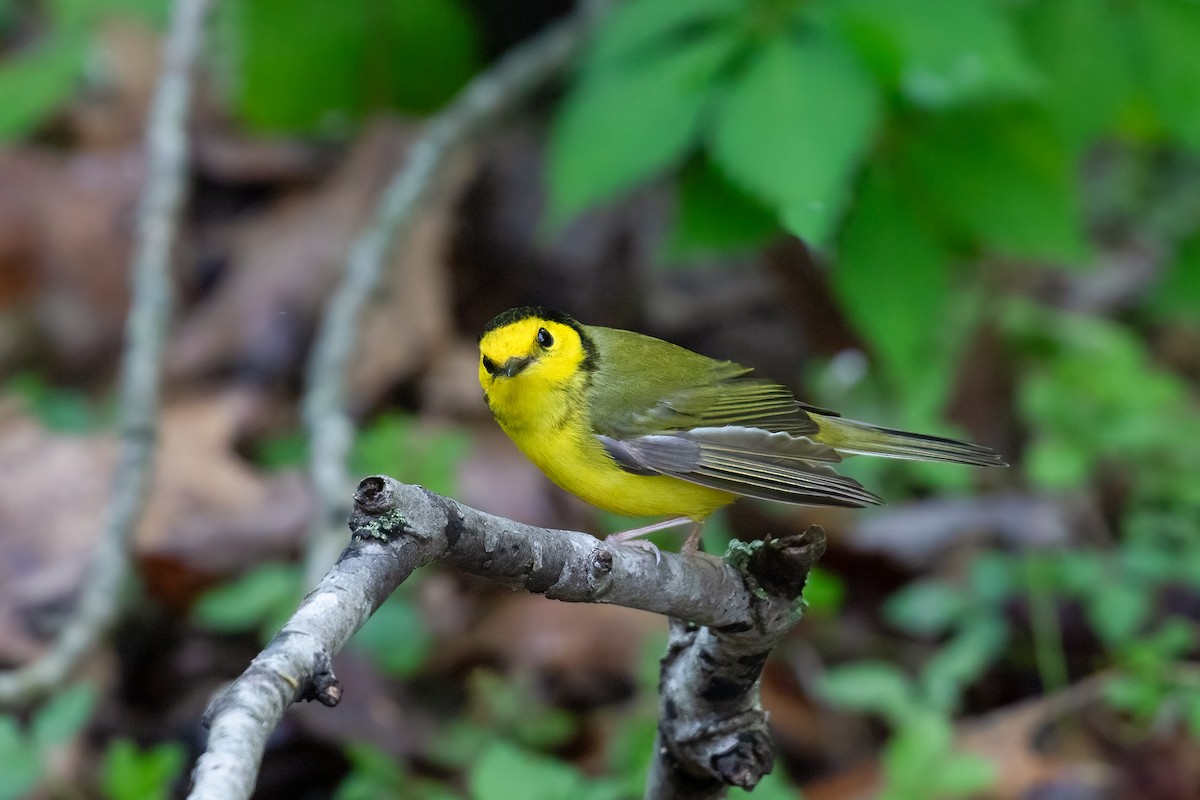 Hooded Warbler - ML617978437