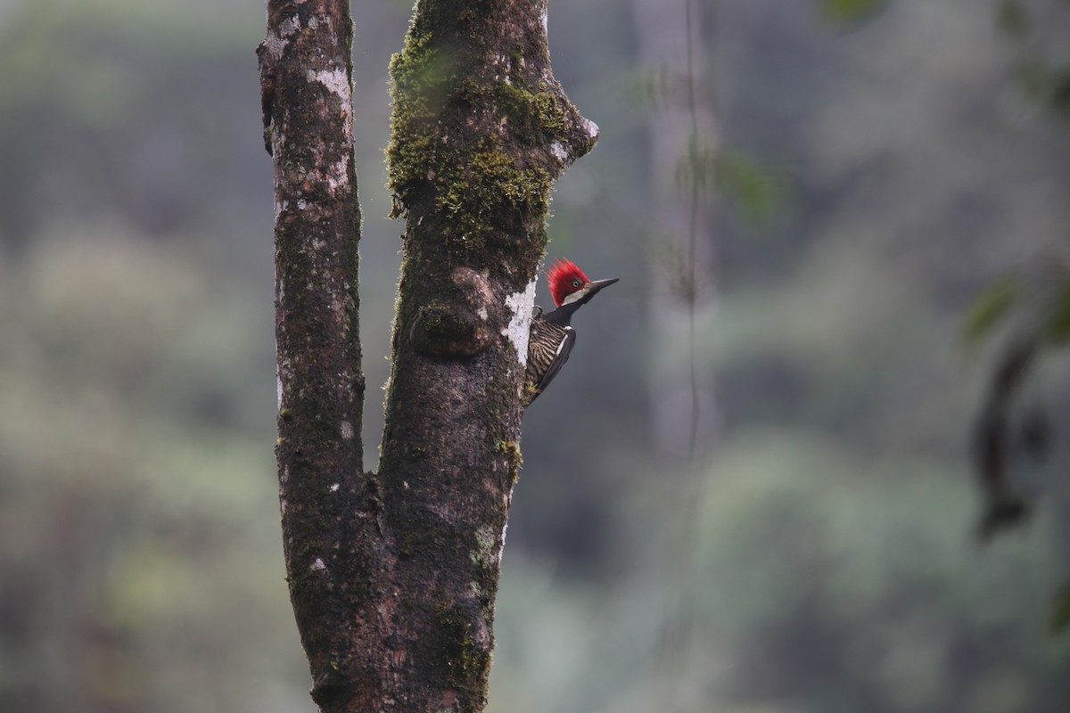 Guayaquil Woodpecker - Desmond Allen