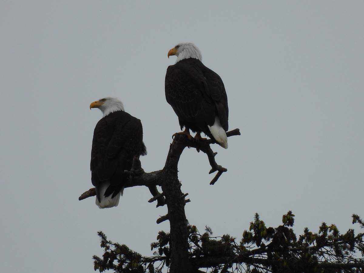 Bald Eagle - ML617978463