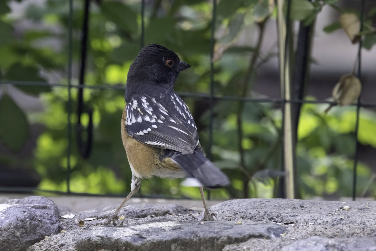 Spotted Towhee - ML617978466