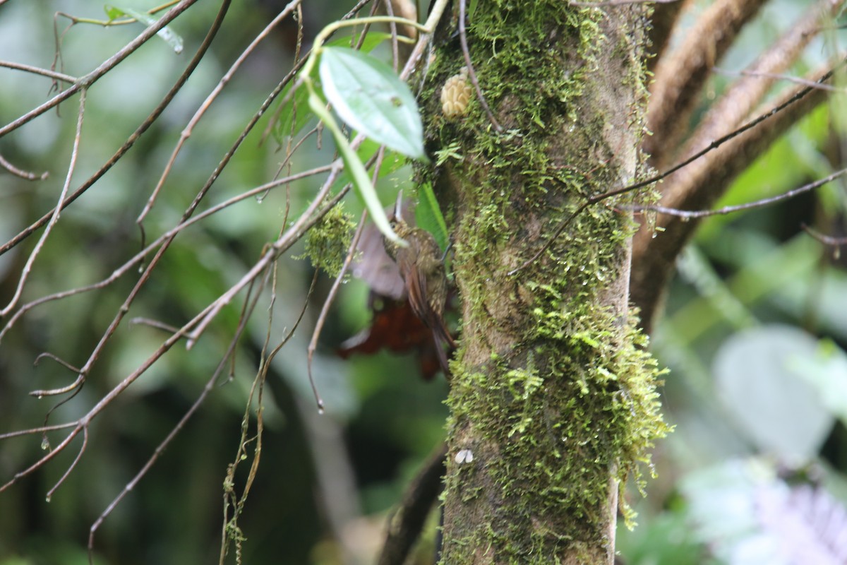 Spotted Woodcreeper (Berlepsch's) - ML617978534