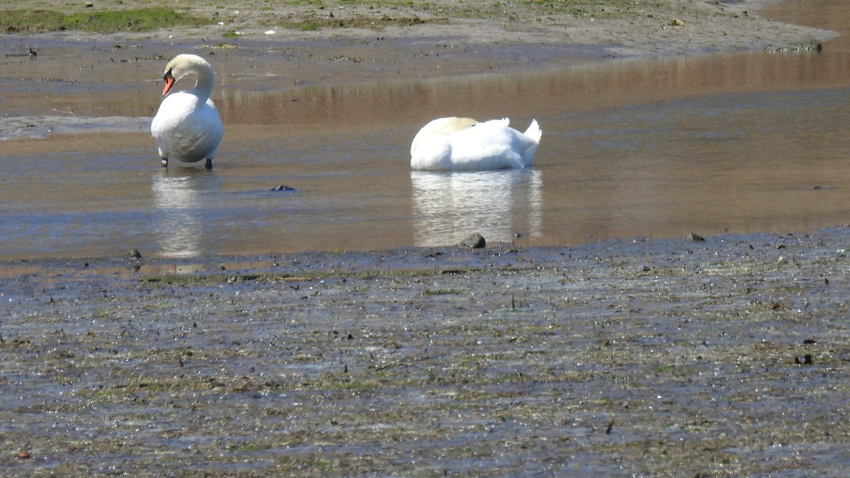 Cygne tuberculé - ML617978612