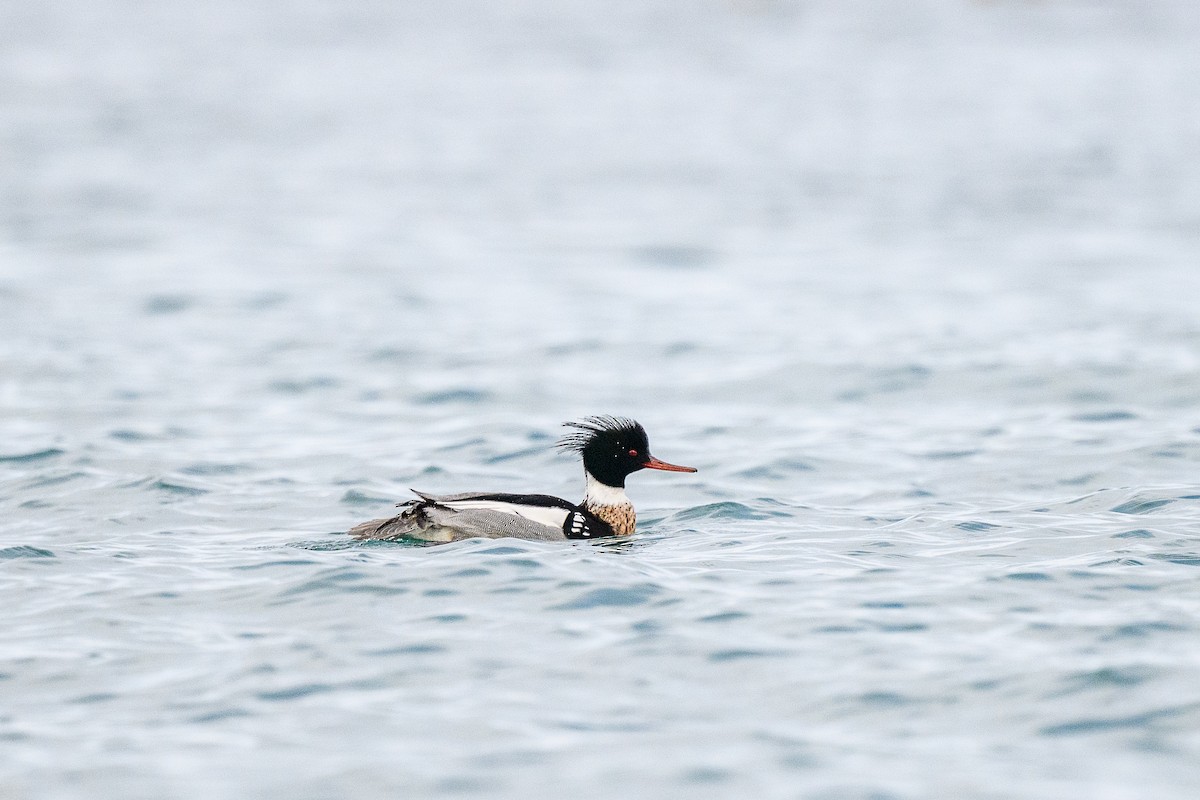 Red-breasted Merganser - ML617978641