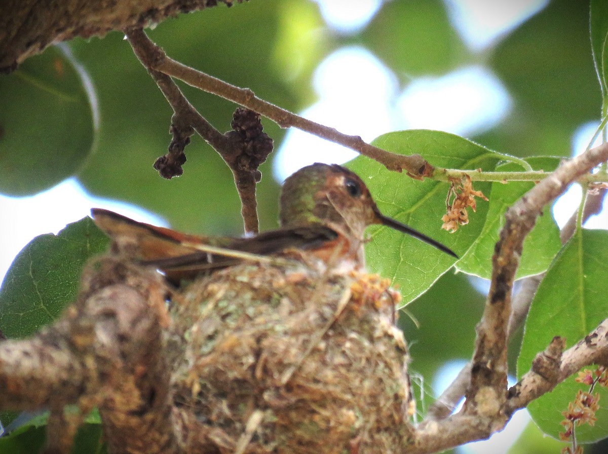 Allen's Hummingbird - ML617978655