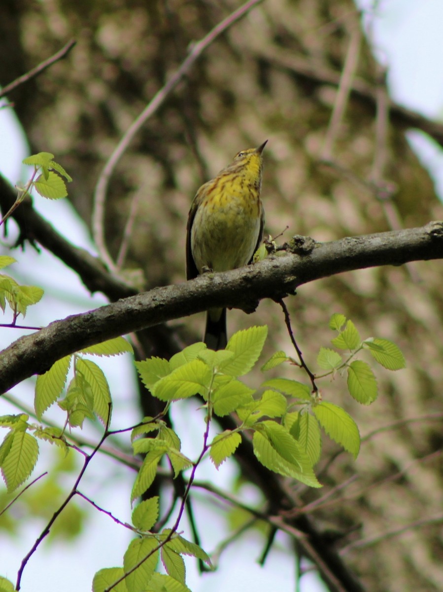 Palm Warbler - ML617978683