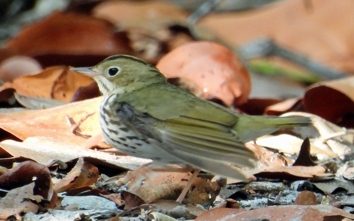 Ovenbird - Sharon Dewart-Hansen