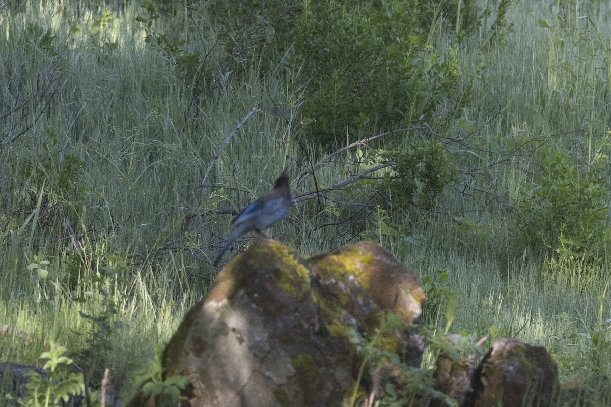 Steller's Jay - ML617978770