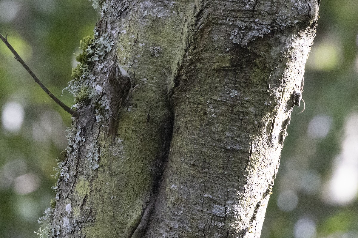 Brown Creeper - ML617978789