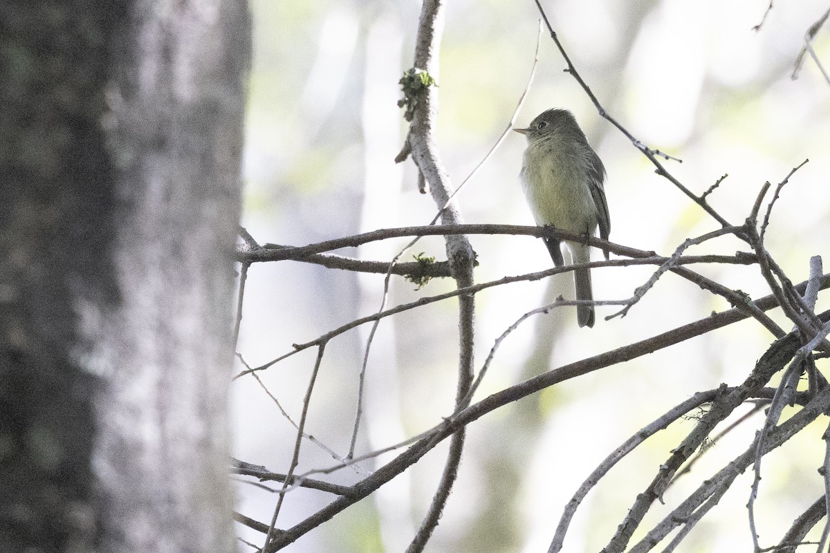 Western Flycatcher - ML617978792