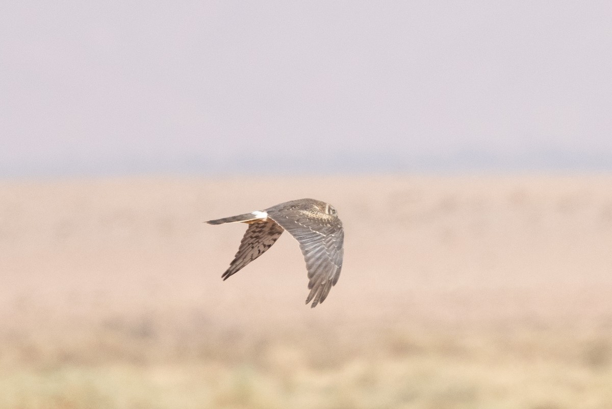 Pallid Harrier - ML617978818